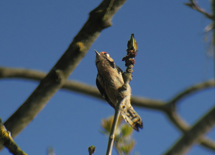 12_kleinspecht_isarauen_2017-04-30_5540