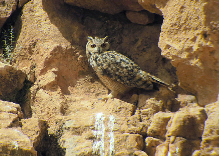 12_pharaoh-eagle-owl_maroc_may2017_hofbauer_6205