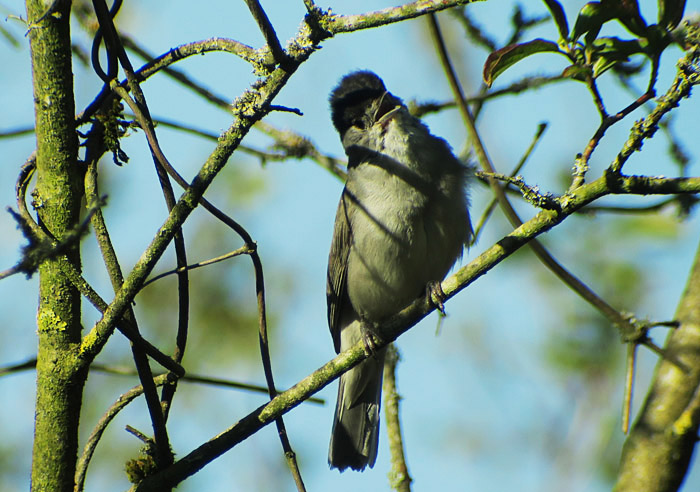 13_moenchsgrasmuecke_isarauen_2017-04-30_5549