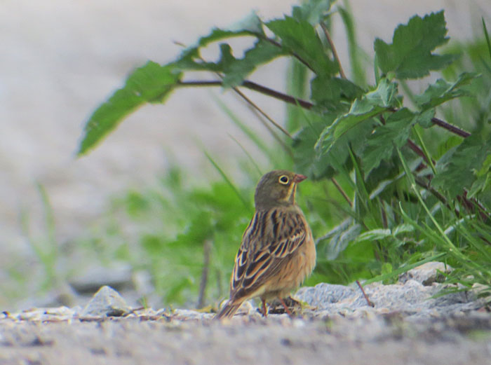 13_ortolan_bei_ismaninger_2017-05-06_5771