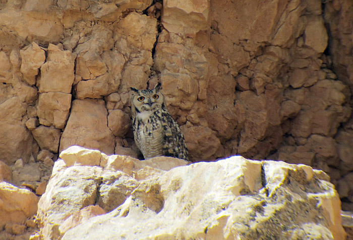 14_pharaoh-eagle-owl_maroc_may2017_hofbauer_6246