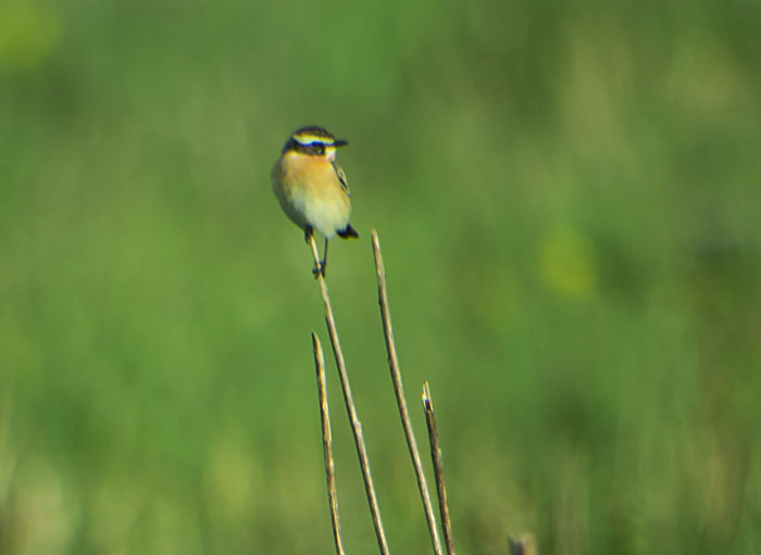 15_braunkehlchen_abfanggraben_2017-05-06_5801