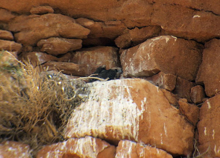 17_lannerfalke_lanner-falcon_morocco_may17_6278