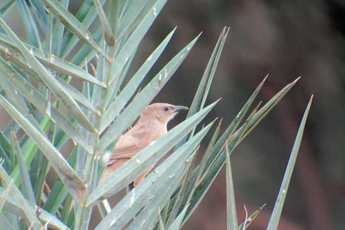 19_akaziendrossling_fulvous-babbler_morocco_may17_6366