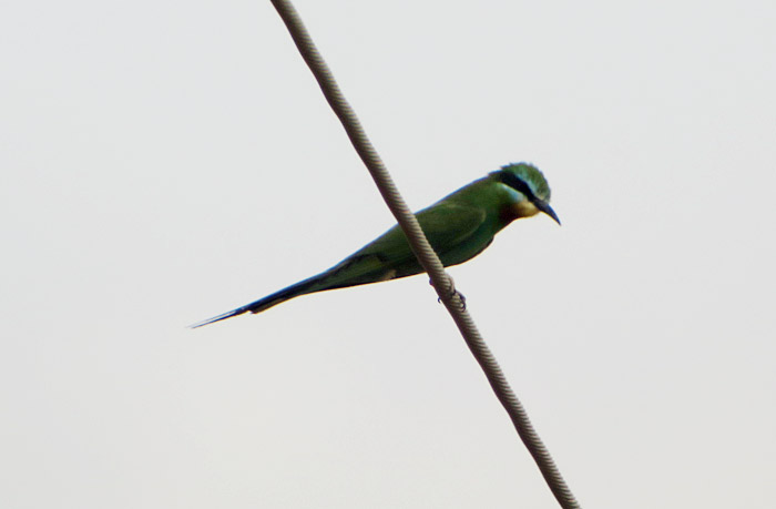 21_blauwangenspint_blue-cheeked-bee-eater_morocco_may17_6402