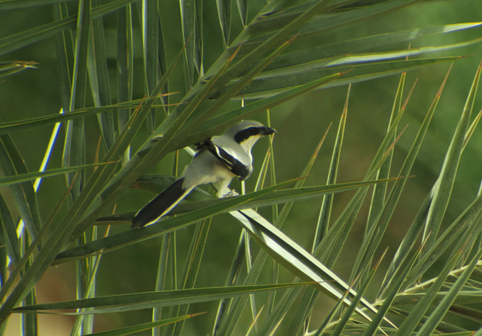 23_raubwuerger-southern-grey-shrike_morocco_may17_6481