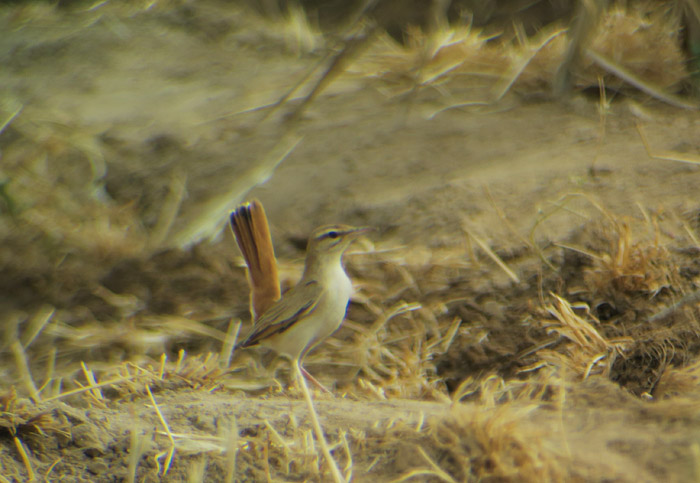 26_heckensaenger_rufous-tailed-scrub-robin_morocco_may17_6447