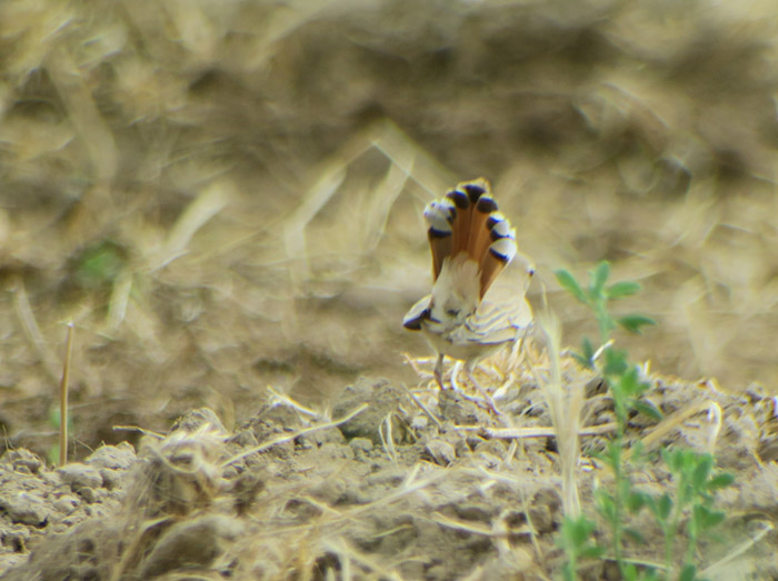 28_heckensaenger_rufous-tailed-scrub-robin_morocco_may17_6449