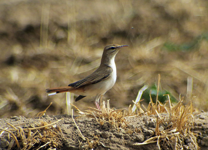 30_heckensaenger_rufous-tailed-scrub-robin_morocco_may17_6483