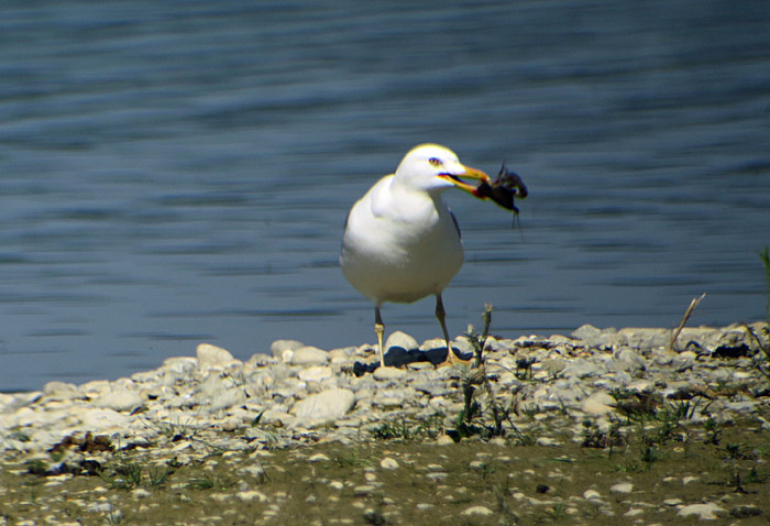 11_mittelmeermoewe_ammersee-sued_2017-06-03_7409