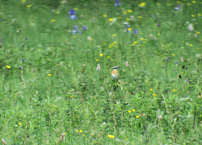 14_braunkehlchen_raisting_2017-06-03_7503