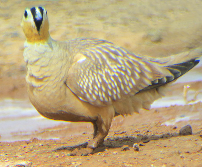 37_kronenflughuhn_crowned-sandgrouse_erg-chebbi_may17_6537