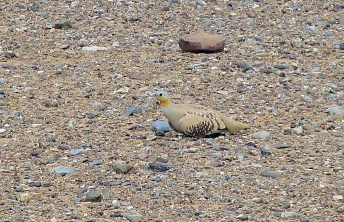 39_tropfenflughuhn-spotted-sandgrouse_erg-chebbi_may17_6553