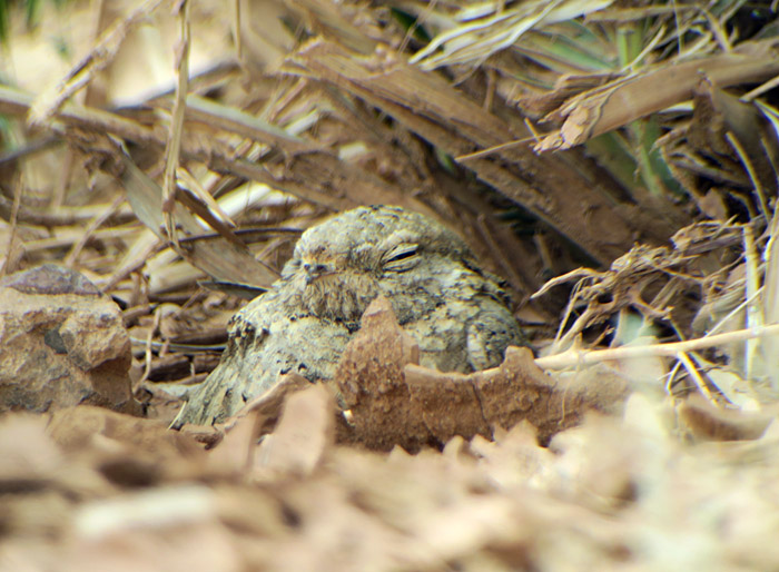 43_pharaonenziegenmelker_egyptian-nightjar_erg-chebbi_may17_6643