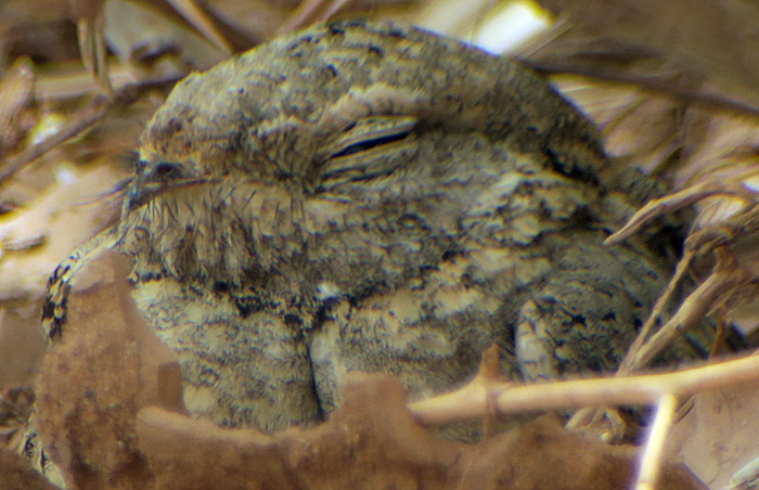 45-detail_pharaonenziegenmelker_egyptian-nightjar_6661