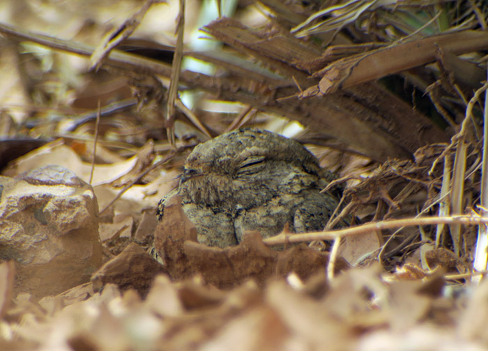 45_pharaonenziegenmelker_egyptian-nightjar_6661