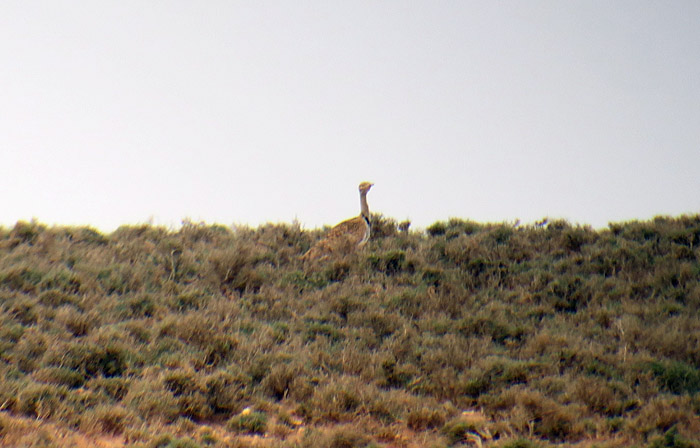 52_saharakragentrappe-houbara-bustard_morocco_may17_6833