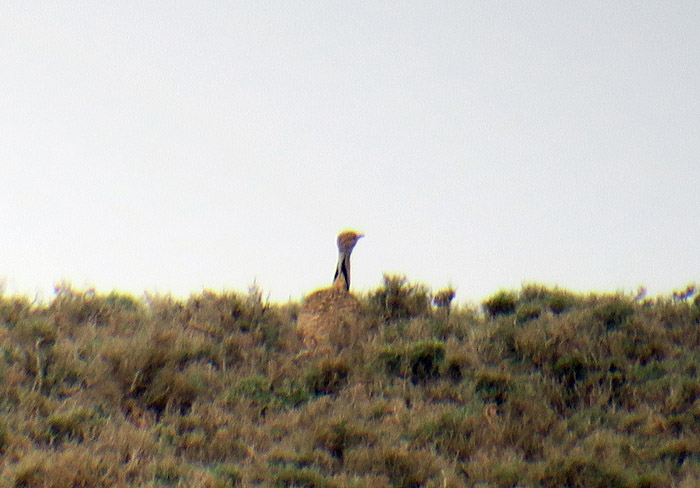 53_saharakragentrappe-houbara-bustard_morocco_may17_6834