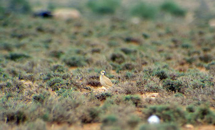 55_rennvogel_cream-coloured-courser_morocco_may17_6904