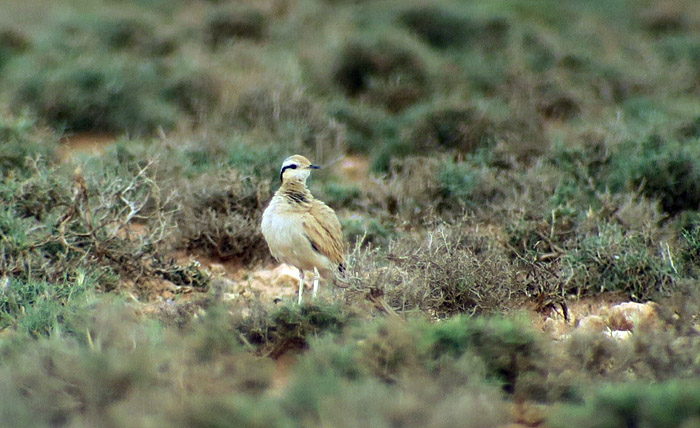 56_rennvogel_cream-coloured-courser_morocco_may17_6907