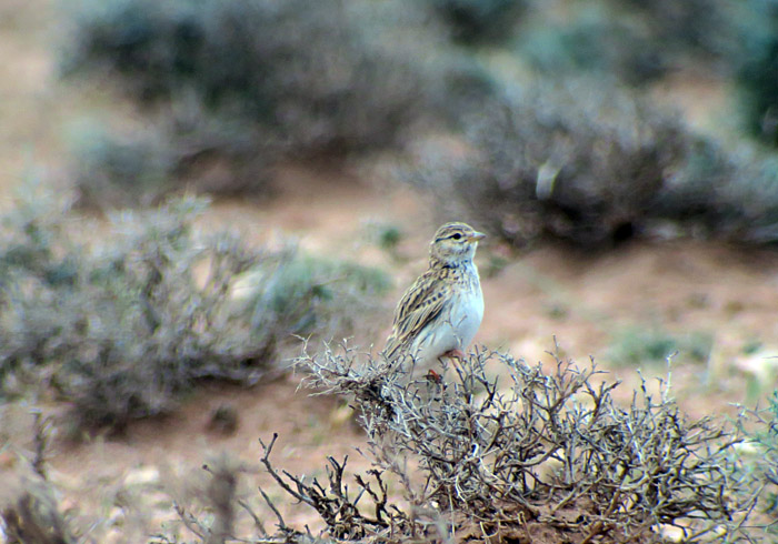 63_stummellerche_lesser-short-toed-lark_morocco_may17_7025