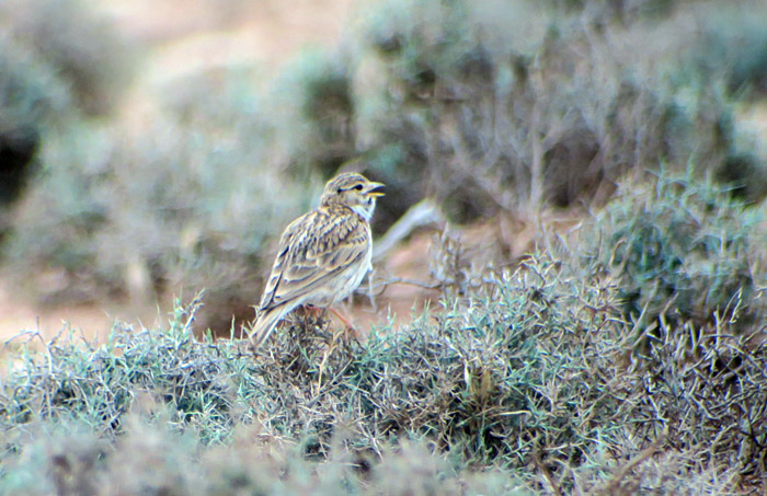 64_stummellerche_lesser-short-toed-lark_morocco_may17_7030