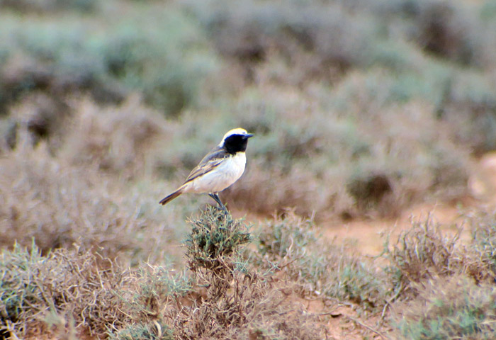 65_fahlbuerzel-steinschmaetzer_red-rumped-wheatear_morocco_may17_7042