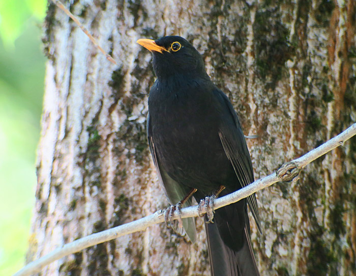 02_amsel_common_blackbird_ostfriedhof_2017-06-11_7762