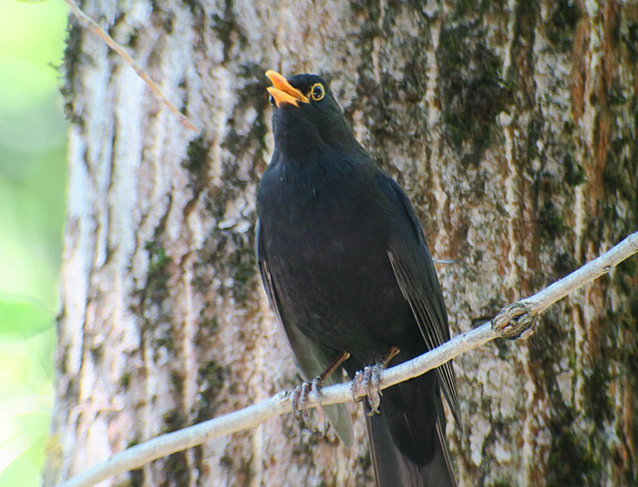 03_amsel_common_blackbird_ostfriedhof_2017-06-11_7764