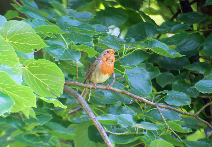 05_rotkehlchen_european_robin_ostfriedhof_2017-06-11_7799