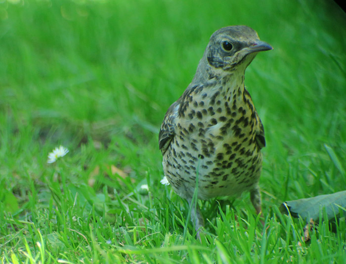 06_wacholderdrossel_fieldfare_ostfriedhof_2017-06-11_7817