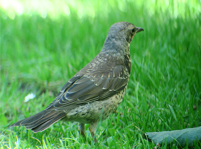 07_wacholderdrossel_fieldfare_ostfriedhof_2017-06-11_7830