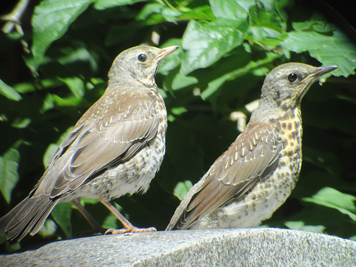 09_wacholderdrossel_fieldfare_ostfriedhof_2017-06-11_7847