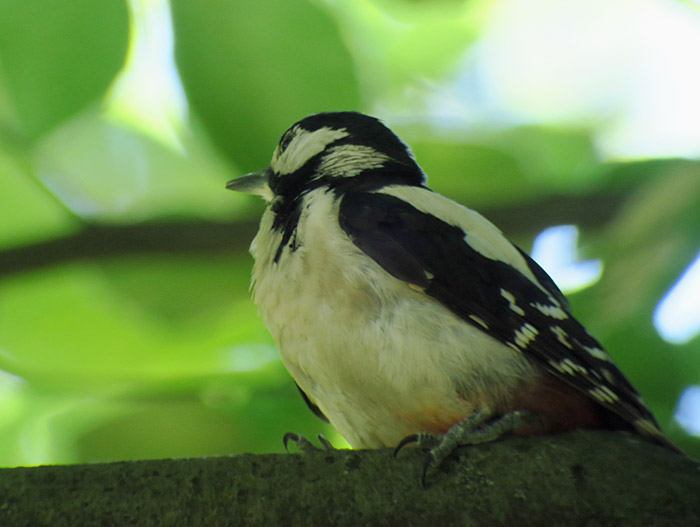 11_buntspecht_great-spotted-woodpecker_ostfriedhof_2017-06-11_7877