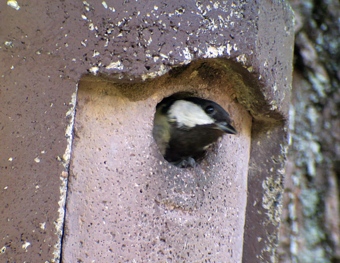 12_kohlmeise_great_tit_ostfriedhof_2017-06-11_7907