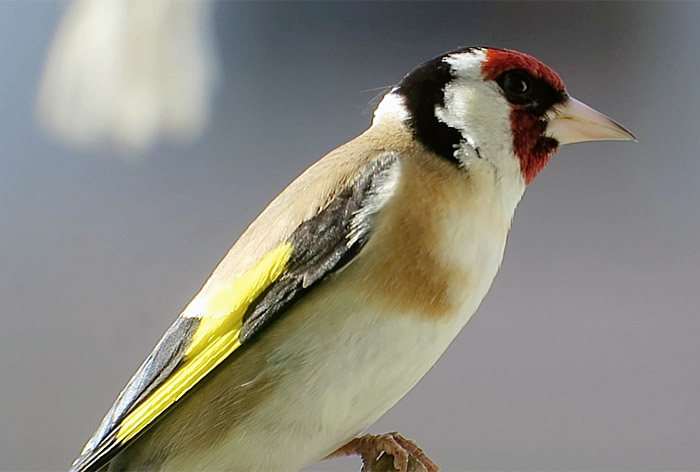 01_stieglitz13_goldfinch_muenchen_2017-06-18