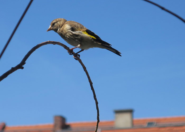 03_stieglitz_4wo_goldfinch_balkon_2017-06-18_8251