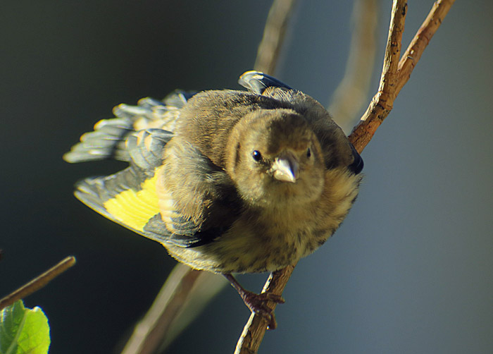 04_stieglitz_jung_goldfinch_balkon_2017-06-18_8321