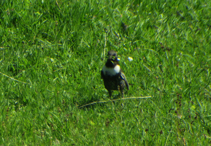 05_ringdrossel_ring-ouzel_wank_gap_2017-06-15_8022