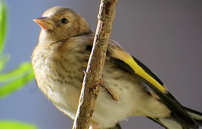 05_stieglitz01_jung_goldfinch_muenchen_2017-06-18