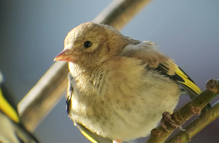 06_stieglitz04_jung_goldfinch_muenchen_2017-06-18