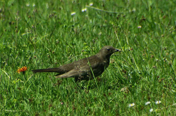 07_ringdrossel_ring-ouzel_wank_gap_2017-06-15_8112