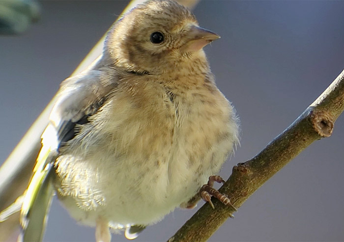 07_stieglitz05_jung_goldfinch_muenchen_2017-06-18