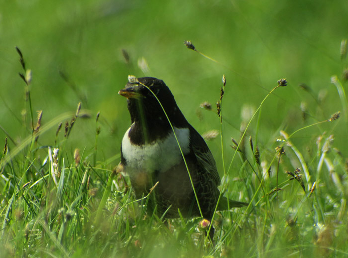 09_ringdrossel-alpestris_ring-ouzel_wank_gap_2017-06-15_8139