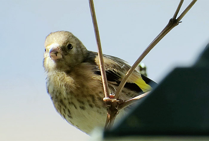 09_stieglitz08_jung_goldfinch_muenchen_2017-06-18