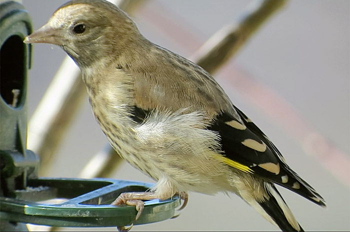 10_stieglitz09_ab4wo_goldfinch_muenchen_2017-06-18