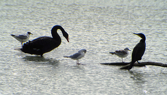 01_schwarzschwan_black_swan_ismaninger_2017-07-30_9219