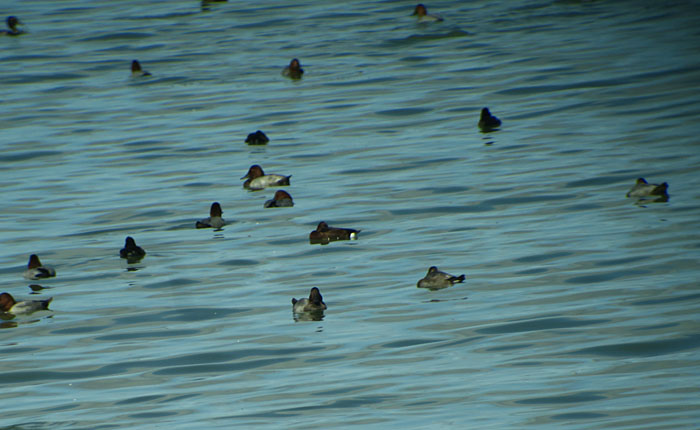 02_moorente_ferruginous-duck_ismaninger_2017-08-20_0260