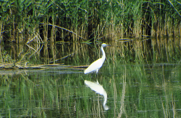 02_seidenreiher_little-egret_donaumoos_2017-07-16_9097