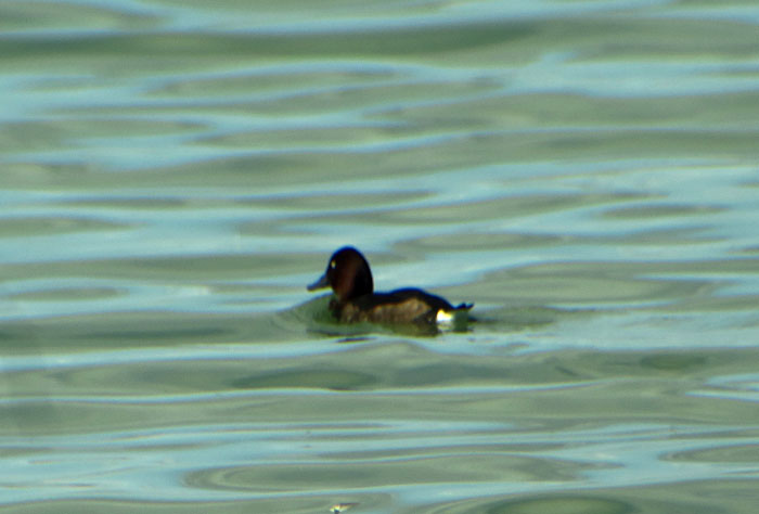 03_moorente_ferruginous-duck_ismaninger_2017-08-20_0270